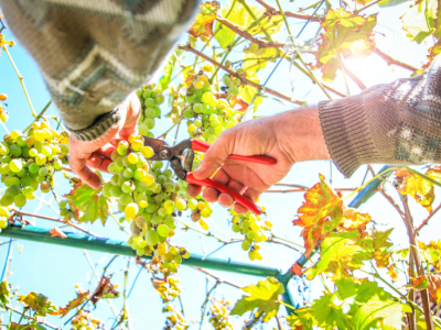 Les vendanges : comment se déroulent-elles et quelle est leur importance ?